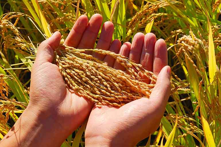 Wholegrain Vs Multigrain, Which One is Better for You